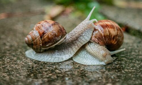 Tichý zabiják psích mazlíčků: „Plicní červ“ zvíře paralyzuje, může napadnout i lidský mozek