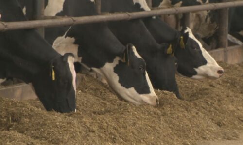 Průlomový trest za týrání zvířat: Krávy umíraly u Chomutova hlady, muže čekají léta vězení