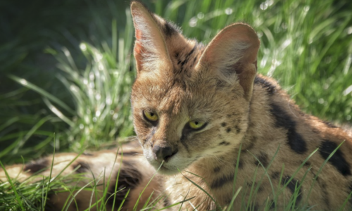 Lepší podmínky pro zvířata i přírodu: ZOO Plasy prosí o příspěvek na udržitelné vytápění