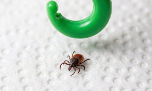 Kliešť vám pod kožu vajíčka nenakladie, no realita je oveľa desivejšia: Týchto 13 nebezpečných mýtov vás môže pripraviť o zdravie!