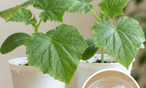 Prečo profesionáli nikdy nečakajú na máj a sejú do pohárov už teraz? Odhalili sme postup pre obrovskú úrodu uhoriek pripravenú na rekord!