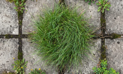 Zabudnite na drahé postreky z obchodu, tajomstvo z vašej kuchyne vymaže neželaných hostí v záhrade skôr, než si stihnete vypiť kávu!