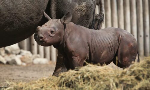 Dobrá zpráva z Chicaga: Narodilo se zde mládě vzácného nosorožce, druhu hrozí vyhynutí