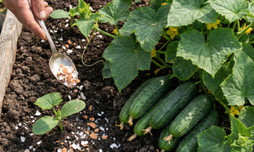 Stačí urobiť túto jednu vec pred výsadbou a vaše rastliny získajú takú silu, že ich nezastavia ani hladné slimáky, ani zlá pôda!