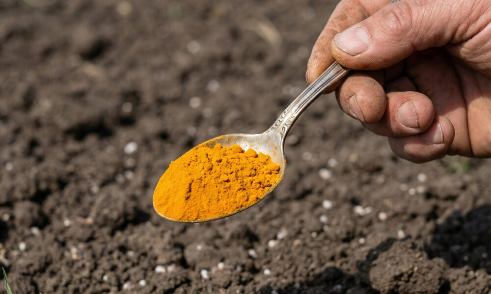 Moja úroda je tento rok trikrát väčšia ako susedova a stačilo pritom len siahnuť do špajze pre ingredienciu, ktorú by ste v záhone nečakali!