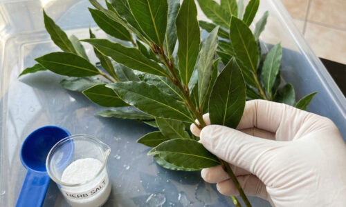 Vyhoďte vrecká s korením z obchodu, toto zelené zlato vám doma vyrastie takmer samo a zmení chuť každého jedla na nepoznanie!