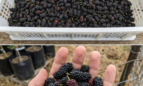 Zabudnite na predražené superpotraviny z dovozu, toto čierne zlato vám rastie rovno pod oknom a pre vaše telo urobí oveľa viac!