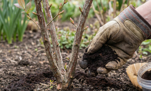 Robíte túto osudovú chybu? Fantastické hnojivo pre kanadské čučoriedky pravdepodobne denne vyhadzujete do koša a prichádzate o obriu úrodu!