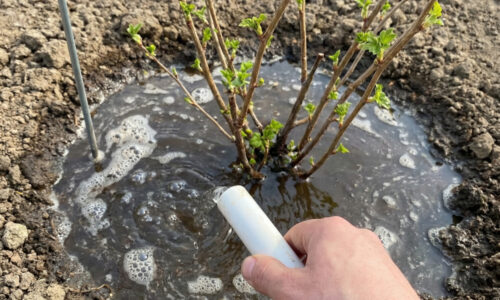 Túžite po ríbezliach sladkých ako med? Stačí jedna šálka tejto silnej infúzie a a ríbezlí bude požehnane aj na rozdávanie!