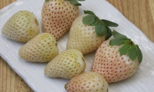 Bílé jahody dobývají Česko: Nezralé nejsou. Mají připomínat chuť jiného ovoce