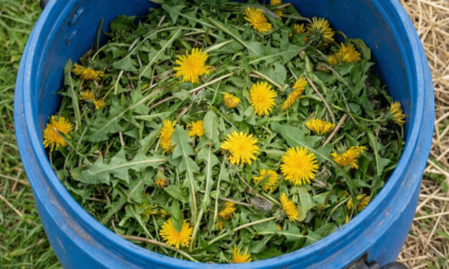 Moja babička vždy hovorila, že zem nám dáva všetko, čo potrebujeme. Tento recept je jasným dôkazom, že mala absolútnu pravdu!