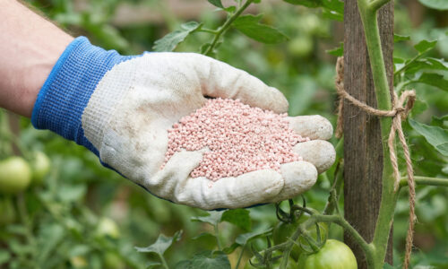 Keď uvidíte, čo urobí s vašimi rastlinami tento bylinný čaj, už nikdy nekúpite umelé hnojivo v plastovom obale z obchodu!