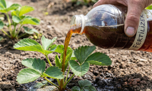 Jahody mi roky len živorili a rodili kyslé plody, no potom som do záhona vylial túto „špinavú“ vodu a úroda sa cez noc zdvojnásobila!