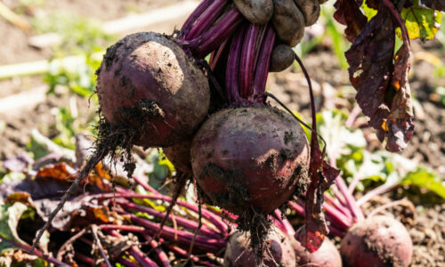 Vyhadzoval som kilogramy repy, kým mi starý sused neprezradil tento bizarný trik so soľou, po ktorom je moja úroda sladká ako med