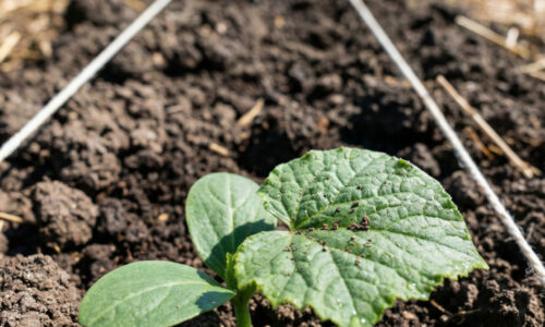 Susedia mi závidia skorú úrodu uhoriek, kým oni ešte len vyťahujú motyky – zmenil som túto jednu vec a výsledok je priam neuveriteľný!