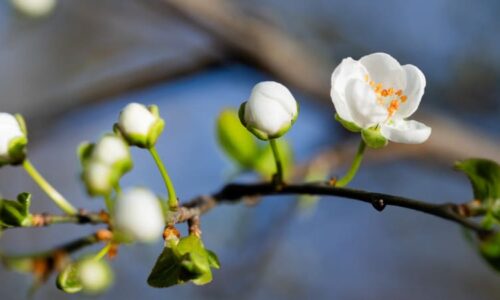 Udeří zrádný noční mráz, ohrozí ovocné stromy. Květy je možné chránit několika způsoby
