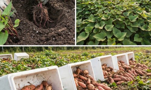 Sused mi ukázal, ako premeniť jeden sladký zemiak na desiatky kilogramov úrody pomocou špáradiel a pohára vody – toto v obchode neuvidíte!