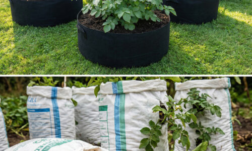 Suseda mi prezradila trik s obyčajným vrecom, vďaka ktorému má trikrát viac zemiakov ako ja a nemusela ani raz chytiť do ruky rýľ či motyku!