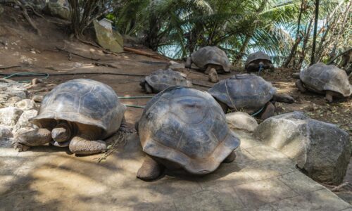 Kúpil si ostrov v jednom z najdrahších kútov sveta. Namiesto biznisu z neho spravil anti-rezort