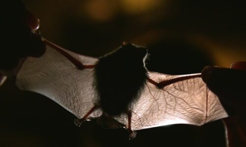 Netopýří spermie přivedly brněnské vědce na stopu skvělého objevu: Popsali nový druh parazita