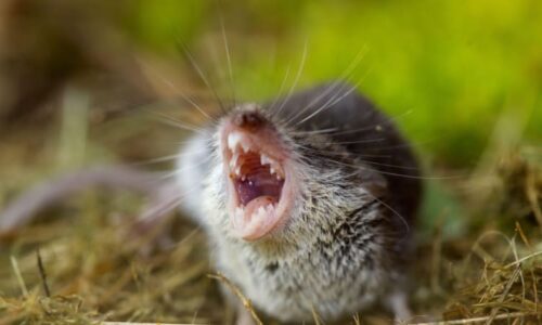 Smrtící virus jen kousek od Česka: Bavorsko hlásí další případ, nemoc přenášejí rejsci