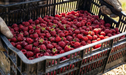 Objavte spôsob, ako prinútiť malinčie k rekordnému rodeniu pomocou techniky, ktorú používali už naše prababičky v starých vidieckych záhradách!