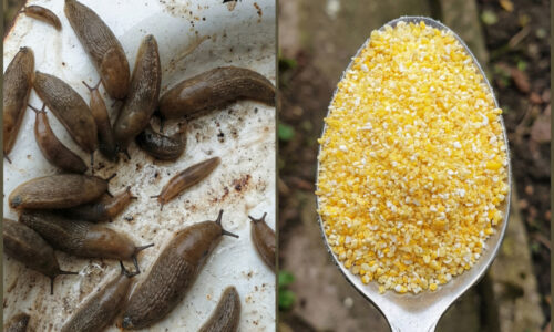 Celé roky som v záhrade rozhadzoval drahé granule, no až tento trik s dvoma prísadami z kuchyne zastavil slizniaky za jedinú noc!