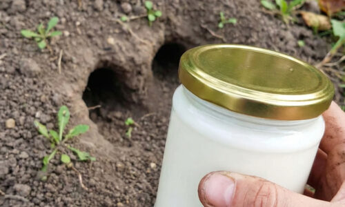 Stačí jedna lyžica do každej chodby a váš problém s nenažratými hlodavcami sa stane minulosťou už počas nasledujúcej teplej noci!