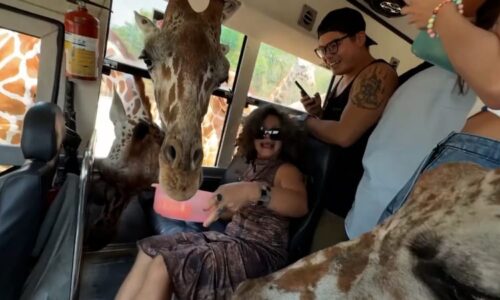 Adrenalinové safari: Všetečné žirafy vyděsily turistku. Zmátla je její obuv, ukazují záběry