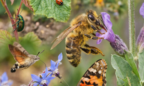 Stačí pár metrov štvorcových kvitnúcej lúky a váš dvor sa stane centrom biologickej rovnováhy, o ktorej ostatní pestovatelia len snívajú!