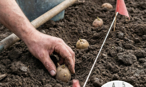 Táto tabuľka termínov pre rok 2026 je svätým grálom každého pestovateľa, ktorý chce mať plnú komoru zdravých hľúz až do nasledujúcej jari!