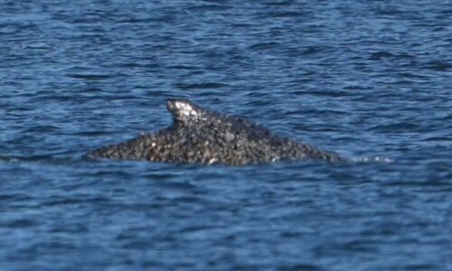 Velryba opět volně plave v moři: Záchrana na Baltu měla šťastný konec. Vyhráno ale není
