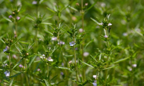 Saturejka záhradná – ako ju pestovať a aké má účinky?