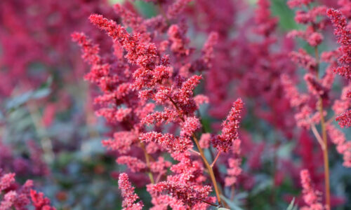Astilba – ako na jej pestovanie a rozmnožovanie?