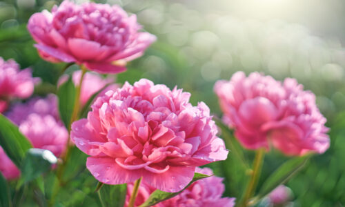 Pivonky – pestovanie, rozmnožovanie, strihanie a druhy