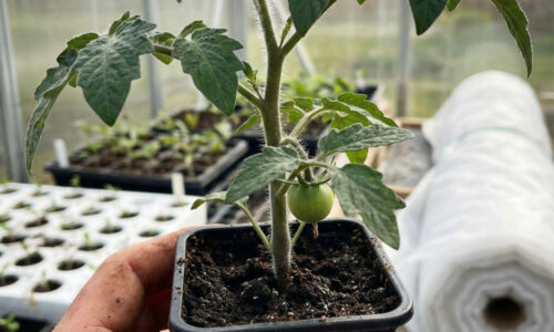 Väčšina ľudí natiahnuté a slabé paradajky vyhadzuje, no ja som vďaka tomuto jednoduchému kroku získala dvakrát viac rastlín a rekordnú úrodu!
