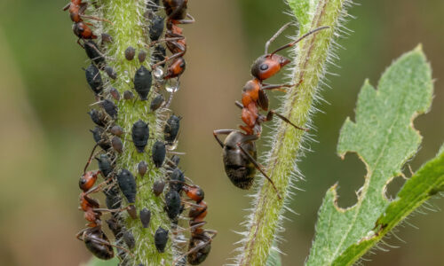 Celé roky som striekal stromy drahými jedmi, no až susedov trik za pár centov vyhnal mravce aj vošky z mojej záhrady za jedno jediné popoludnie!