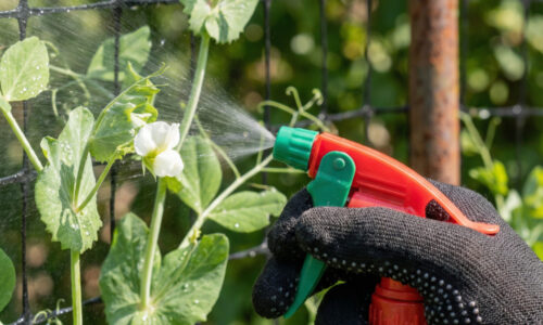 Stačí liter tejto vody a vaše ruže aj paradajky budú rásť ako divé bez toho, aby ich trápila nejaká pleseň či nenásytní podnájomníci!