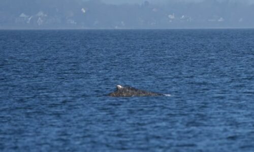 Zachráněná velryba v Baltu opět uvízla na mělčině. A lidé zase pomohou
