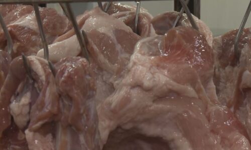 Od porážky přímo na pult: Rodinné řeznictví na Plzeňsku má vlastní chov prasat