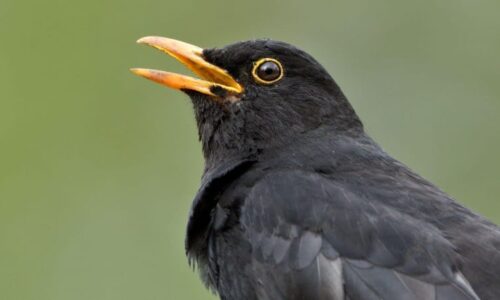 Ptáci se víc bojí žen, zjistili vědci. Měsíce bádali v pěti zemích včetně Česka