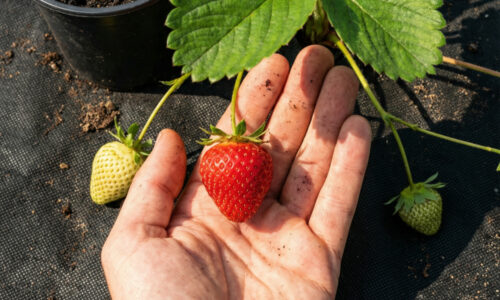 Moja babka vždy vedela, ako pripraviť záhon pre jahody, aby boli najlepšie v dedine: Dnes tento postup pozná už len málokto.