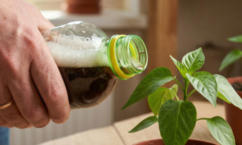 Susedia mi len ticho závidia moje obrovské papriky a rajčiny, teraz som sa rozhodla prezradiť tento prísne strážený recept za nula eur!