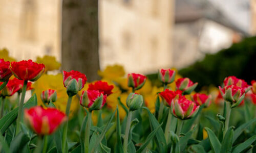 Košičania chcú pomôcť, no robia škody: mesto varuje pred neodborným orezávaním zelene
