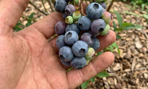Moja mama vždy vedela, ako donútiť čučoriedky bohato rodiť aj na neúrodnej zemi: trik dnes záhradkári opäť objavujú a výsledky sú dychberúce.