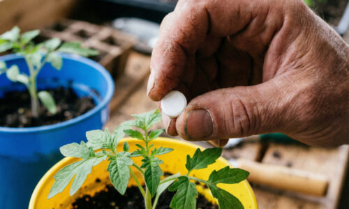 Kto by to bol povedal, že po týchto lacných tabletkách z lekárne rastú priesady ako šialené: moje sadenice sú silné a bez jedinej choroby!