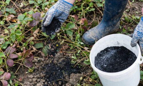 Vyživuje lepšie ako hnoj a chráni pred škodcami lepšie ako drahá chémia: na nezabudnuteľnú úrodu jahôd mám jeden jednoduchý trik!