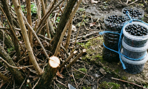 Záhradkár mi poradil skvelú fintu, ako donútiť starú ríbezľu opäť bohato a chutne rodiť: urobte a krík omladne o desať rokov!