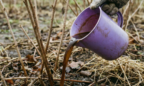 Moje maliny rodia ako šialené a kľúčom je jarný rituál: stačí urobiť túto jednu vec a v lete nebudete stíhať oberať plody!