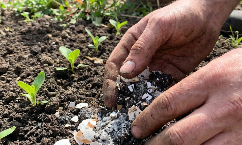 Geniálna finta starých materí na marcovú prípravu hriadok: Keď uvidíte, čo urobí droždie s vyčerpanou zeminou, už nikdy nekúpite nič iné v obchode.